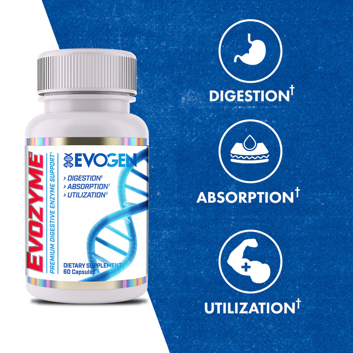 Enzimas Digestivas by EVOGEN